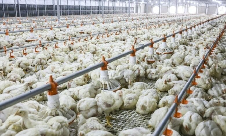 chicken feedmill mycc - Wilayah.com.my