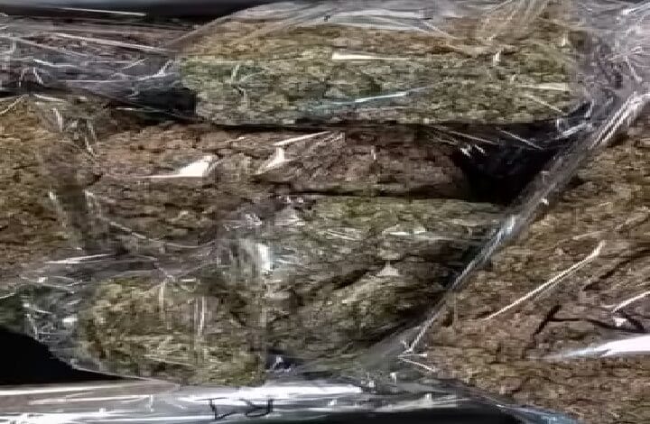 canabis ganja - Wilayah.com.my