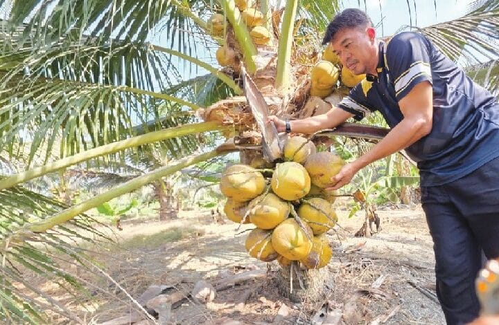 kelapa - Wilayah.com.my