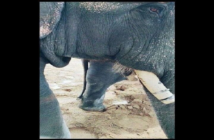 kelat elephant wilayah - Wilayah.com.my
