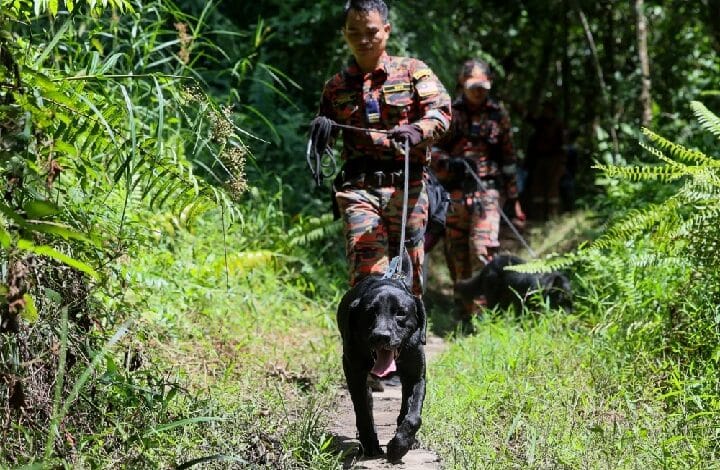 Two camouflaged officers walk a black Labrador on a leash along a leafy forest path.