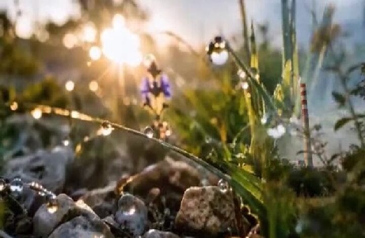 Dew drops on blades of grass and small stones at sunrise, with warm sun glowing through the scene.