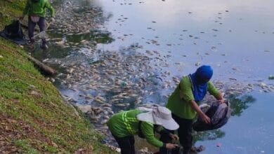 danau kota - Wilayah.com.my Three volunteers in green shirts bagging dead fish along a muddy riverbank. This looks like a shoreline cleanup effort by a group.