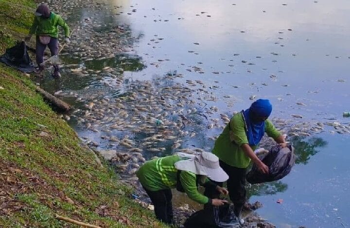 danau kota - Wilayah.com.my Three volunteers in green shirts bagging dead fish along a muddy riverbank. This looks like a shoreline cleanup effort by a group.