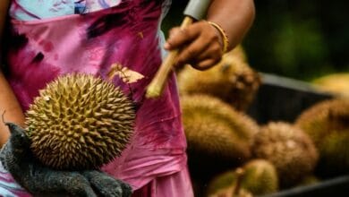 durian - Wilayah.com.my Person in a pink apron and tie-dye shirt holds a large spiky durian, with a knife in the other hand and a gloved hand nearby.