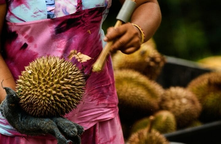 Person in a pink apron and tie-dye shirt holds a large spiky durian, with a knife in the other hand and a gloved hand nearby.