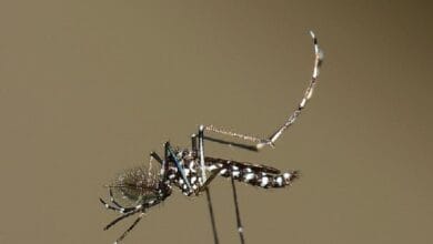 mosquito aedes dengue 2 - Wilayah.com.my Close-up of a slender mosquito with long legs resting horizontally against a blurred brown background.