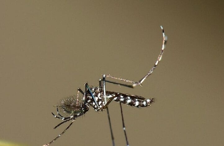 mosquito aedes dengue 2 - Wilayah.com.my Close-up of a slender mosquito with long legs resting horizontally against a blurred brown background.