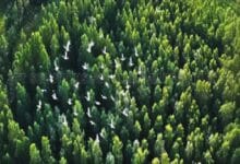 ztt 2 - Wilayah.com.my Aerial view of a dense green conifer forest with a flock of white birds flying above the treetops