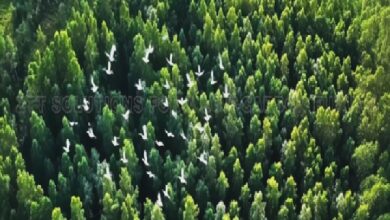 ztt 2 - Wilayah.com.my Aerial view of a dense green conifer forest with a flock of white birds flying above the treetops