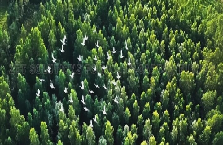 Aerial view of a dense green conifer forest with a flock of white birds flying above the treetops