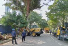 Construction workers in blue uniforms and helmets directing a yellow bulldozer on a city street, with a large tree being trimmed in the background.